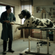 Illustration for article titled A masterful breakthrough performance provides the predictable Dogman some bark and bite